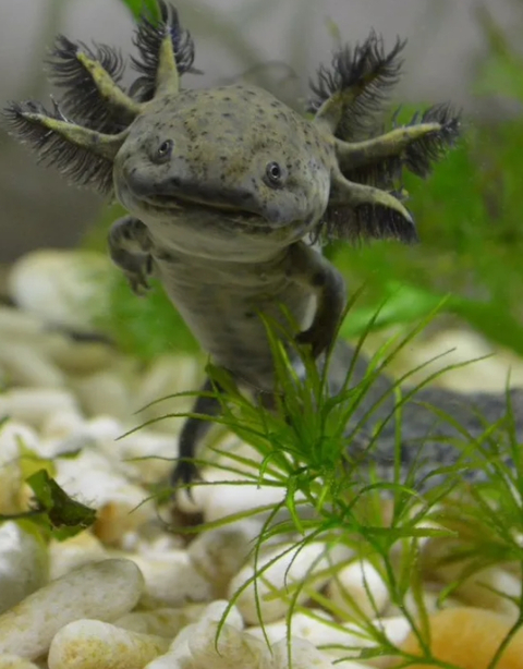 Ambystoma mexicanum — научное название аксолотля (мексиканской амбистомы) — вида хвостатых земноводных из рода амбистом семейства амбистомовых.