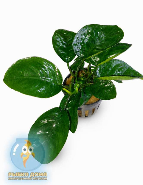АНУБИАС БАРТЕРИ БАБОЧКА - Anubias barteri butterfly