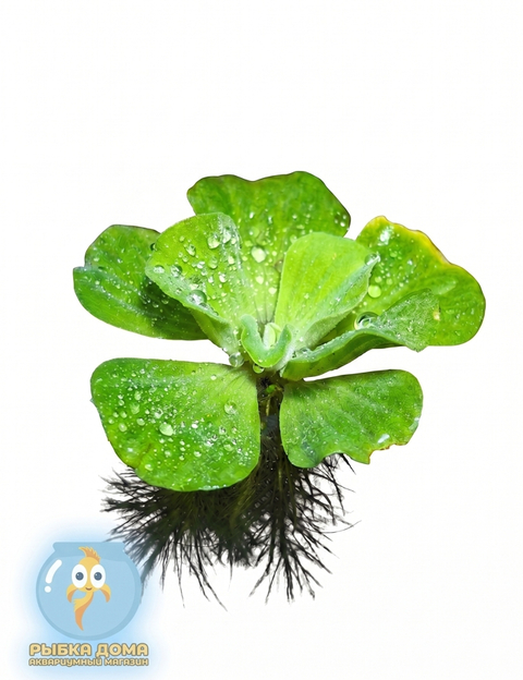 ПИСТИЯ 6-10см - Pistia stratiotes