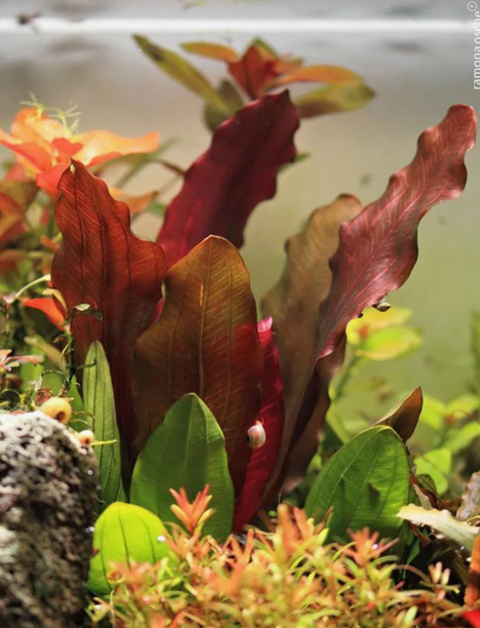 ЭХИНОДОРУС КРАСНЫЙ ХАМЕЛЕОН - Echinodorus red chameleon