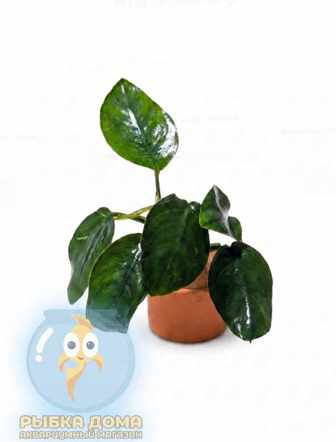 АНУБИАС БАРТЕРИ ВАР НАНА ТОЛСТЫЙ ЛИСТ - Anubias nana sp 'thick leaf'