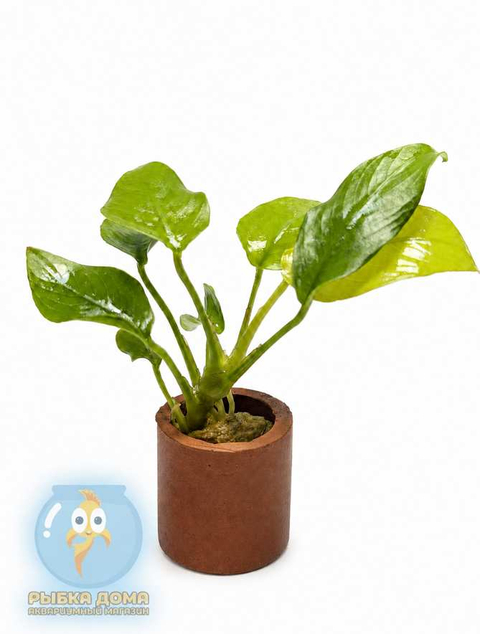 АНУБИАС НАНА ЗОЛОТОЙ - Anubias sp. golden