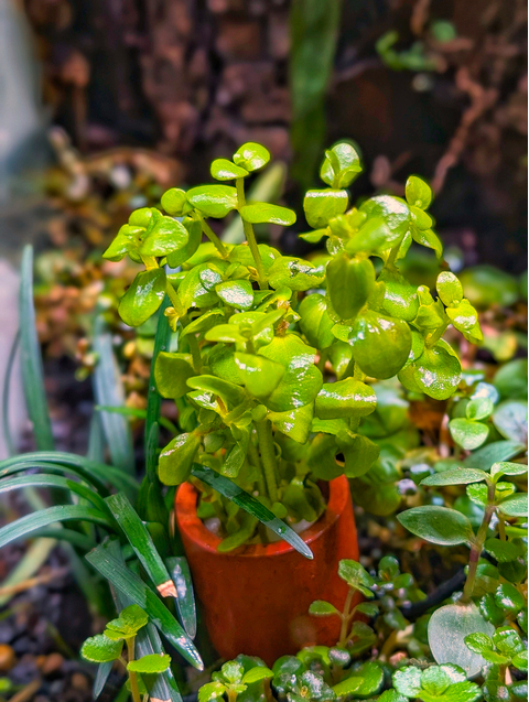 Bacopa australis (бакопа австралийская)

Отличительные особенности

Склонность стебля стелиться вдоль грунта. Это позволяет формировать пышные заросли или плотный зелёный ковёр.
Изменение окраски листьев. При ярком освещении листья могут приобретать розоватый или красноватый оттенок.
Хрупкость стеблей. Требует аккуратного обращения при пересадке и транспортировке.
Цветение. В благоприятных условиях на поверхности воды могут появляться белые четырёхлистные цветки.