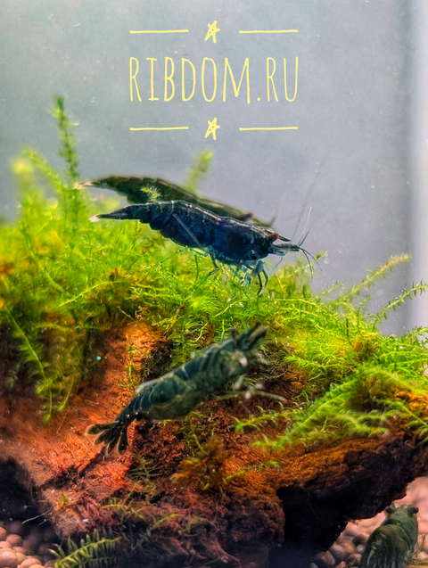 Креветка Жаде (Neocaridina davidi var. Green Jade), также известная как зелёная нефритовая креветка, — это селекционная форма вишнёвой креветки.