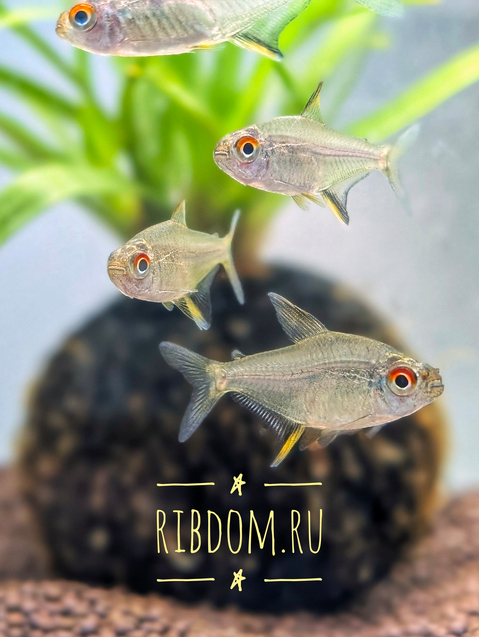 ЛИМОННАЯ ТЕТРА​ - Hyphessobrycon pulchripinnis — вид тропических пресноводных лучепёрых рыб семейства харациновых. Родина — Южная Америка. Впервые попала в аквариумы в 1932 году.