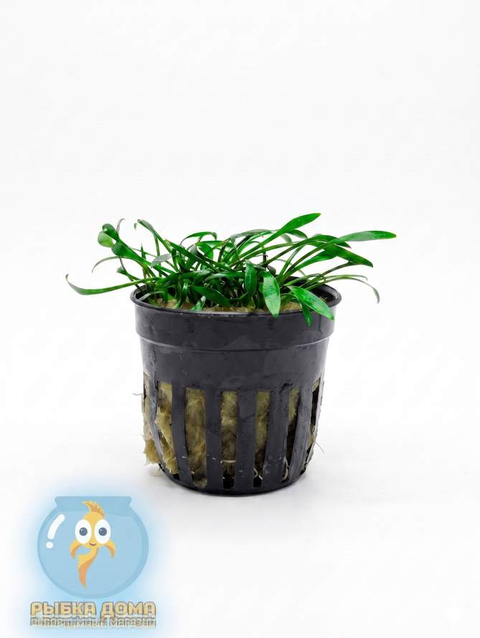 КРИПТОКОРИНА ПАРВА - Сryptocoryne parva