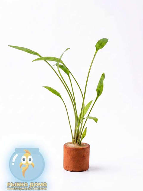 КРИПТОКОРИНА ЛЮТЕЯ - Cryptocoryne lutea