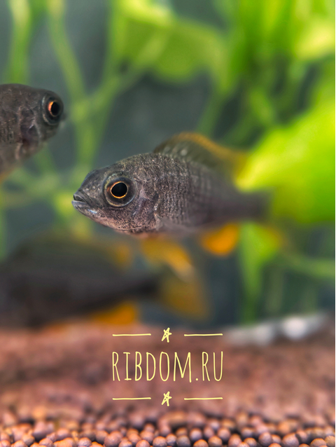 Копадихромис Каданго (Copadichromis borleyi «Kadango») — эндемичный вид для озера Малави (Ньяса) в Восточной Африке. Впервые был обнаружен в районе деревни Каданго, на южном побережье озера, что нашло отражение в его коммерческом названии.