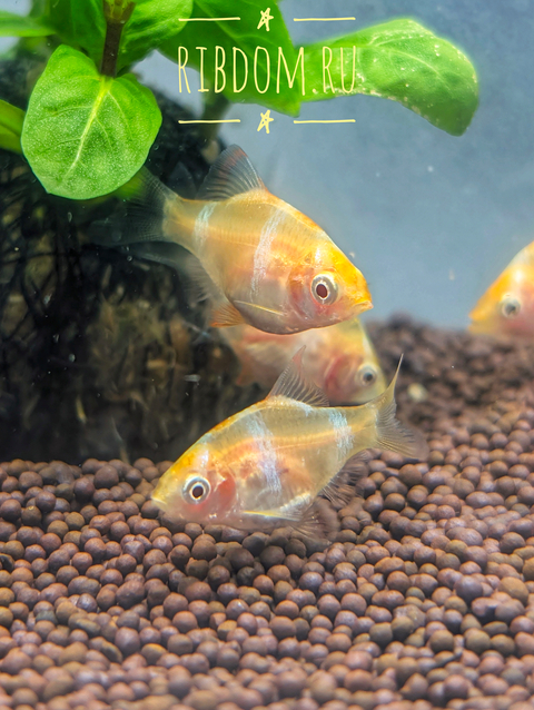 Барбус суматранский альбинос Гонконг (Puntigrus tetrazona 'Albino Hong Kong') — селекционная форма суматранского барбуса (Puntigrus tetrazona). Это активная, стайная аквариумная рыбка.