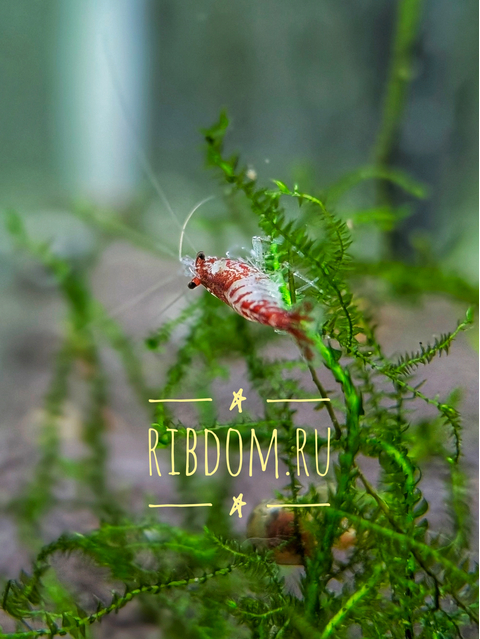 Неокаридины (род Neocaridina) — род мелких пресноводных ракообразных, многие виды которых используются в аквариумистике.