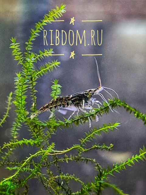 Неокаридины (род Neocaridina) — род мелких пресноводных ракообразных из семейства Atyidae, многие виды которых используются в аквариумистике.