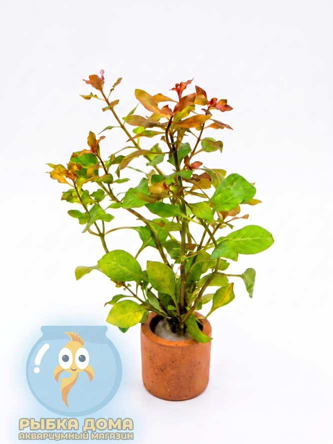 ЛЮДВИГИЯ БОЛОТНАЯ КРАСНАЯ - Ludwigia palustris red