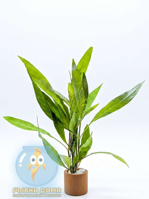 ЛИМОННИК ИВОЛИСТНЫЙ КРАСНЫЙ - Hygrophila salicifolia