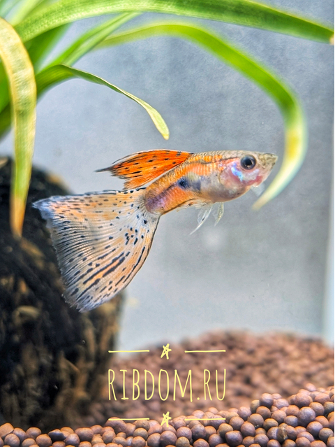 Гуппи «Красная трава» (Guppy Red Grass) — это селекционная форма обыкновенного гуппи (Poecilia reticulata), отличающаяся яркой окраской с преобладанием красных и оранжевых оттенков.