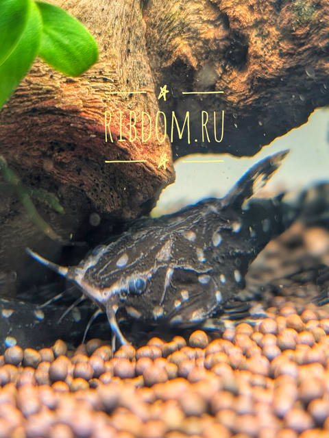 Agamyxis albomaculatus — латинское название белопятнистого агамиксиса (звёздчатого агамиксиса) — вида сомов семейства броняковых.