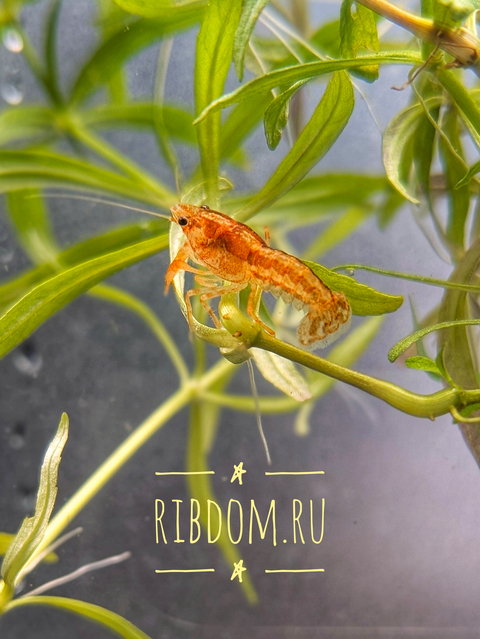 Мексиканский карликовый оранжевый рак (Cambarellus patzcuarensis var. Orange) — пресноводное ракообразное из отряда Десятиногие раки. Отличается миниатюрными размерами, неприхотливостью в уходе и оранжевой или красной окраской тела, что делает его подходящим для содержания в домашних аквариумах.