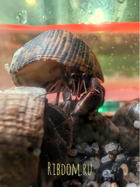 Coenobita sp. (рак-отшельник) — это род десятиногих раков из надсемейства раков-отшельников. Несмотря на название, взрослые особи ведут преимущественно сухопутный образ жизни, хотя и держатся недалеко от воды. Я подобрала для вас основные сведения об этом животном.