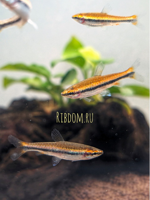 Нанностомус Бекфорда красный (Nannostomus beckfordi red) — стайная активная аквариумная рыбка из семейства Lebiasinidae (Лебиасиновые). Названа в честь британского натуралиста Бекфорда, который поймал первых представителей и предоставил их для изучения в Британский музей.