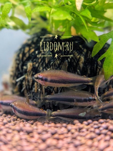 Тетра Керри (Inpaichthys kerri) — пресноводная лучепёрая рыбка из семейства Харациновые. Обитает в Южной Америке и является единственным представителем своего рода.