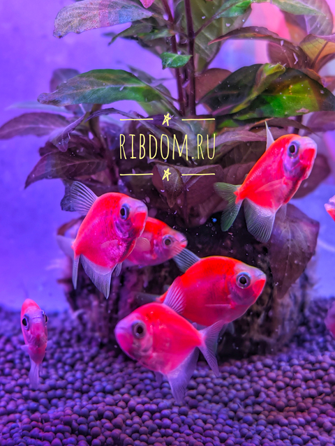 Тернеция гло красная (GloFish) — генетически модифицированная форма аквариумной рыбки тернеции (Gymnocorymbus ternetzi). Её отличительная особенность — способность к флуоресценции: под воздействием синего или ультрафиолетового освещения рыбки излучают свет.