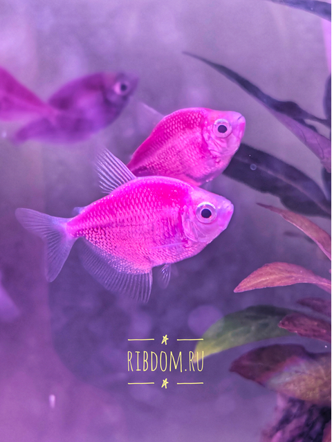 Тернеция GloFish фиолетовая — генетически модифицированная форма тернеции (Gymnocorymbus ternetzi), получившая название от английских слов glow («сияющий», «свечение») и fish («рыба»). Её отличительная особенность — способность светиться в темноте или под воздействием синего или ультрафиолетового освещения благодаря встроенному гену медуз или кораллов.