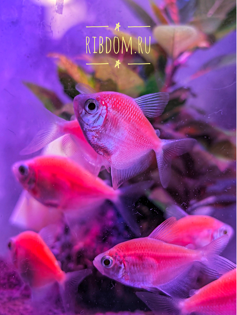 Тернеция GloFish розовая — генетически модифицированная форма тернеции (Gymnocorymbus ternetzi), получившая название от английских слов glow («сияющий», «свечение») и fish («рыба»). Отличительная особенность — флуоресцентная окраска, которая становится ярче при ультрафиолетовом или синем освещении.