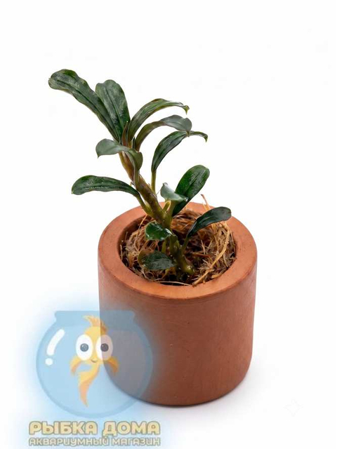 БУЦЕФАЛАНДРА ГРАППА КРАСНАЯ МИНИ - Bucephalandra 'Grappa Red Mini'
