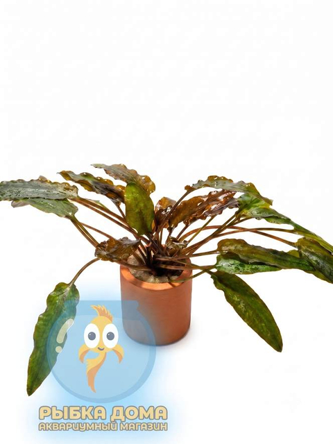 КРИПТОКОРИНА МИ ОЙЯ - Cryptocoryne wendtii Ми Oya