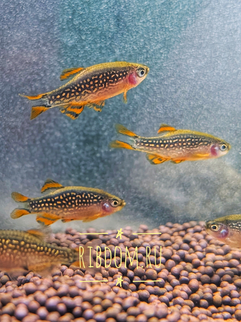 Микрорасбора галактика (Danio margaritatus) — миниатюрная аквариумная рыбка из семейства Карповых. Другие названия: маргаритата, звёздная расбора, данио маргаритатус, данио галактика.