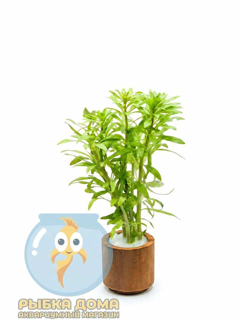 ЛЮДВИГИЯ ИНКЛИНАТА ВЕРТИКУЛАТА (Ludwigia inclinata var. verticillata)