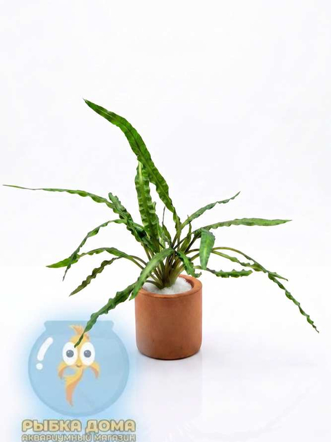 КРИПТОКОРИНА БАЛАНСЕ - Cryptocoryne balansae