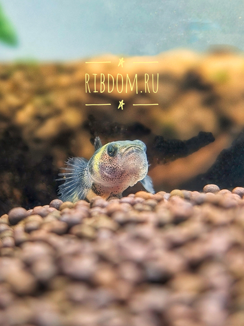 Бычок-пчёлка (Brachygobius doriae) — солоноватоводная лучеперая рыбка из семейства Бычковые. Относится к миниатюрным рыбкам с характерным окрасом — чередующимися чёрными и жёлтыми полосками на теле. За характерный окрас рыбку и называют пчёлкой или шмелем.