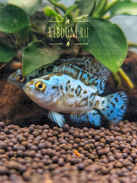 Блю Демпси (Cichlasoma sp. Blue Dempsey).

Отличительная особенность

Главная особенность — насыщенный голубой окрас с мерцающим эффектом. Тело почти чёрное, покрыто яркими бирюзовыми пятнами. У некоторых особей с возрастом или при стрессе окрас может бледнеть.
