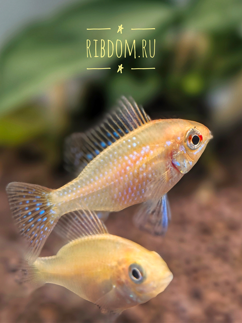 Апистограмма Рамирези Голд (Mikrogeophagus ramirezi Gold) — пресноводная лучеперая рыбка из семейства Цихловые, селекционная форма апистограммы Рамирези.