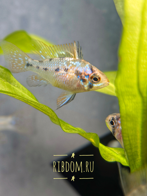 Апистограмма Рамирези (Mikrogeophagus ramirezi) — пресноводная рыба из семейства цихлид. Названа в честь Мануэля Винсента Рамиреса, раннего собирателя и импортера видов для аквариумной торговли.