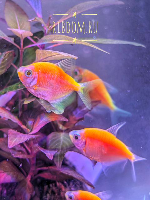 Тернеция GloFish оранжевая — генетически модифицированная форма аквариумной рыбки тернеции (Gymnocorymbus ternetzi) с яркой флуоресцентной окраской. Название происходит от английских слов glow («сияющий», «свечение») и fish («рыба»).