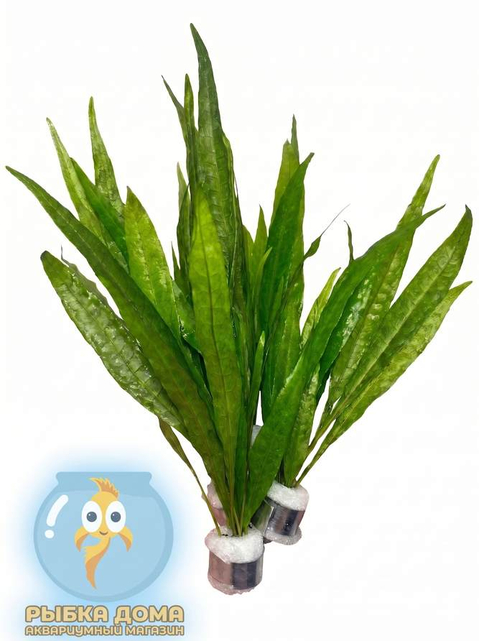 ПАПОРОТНИК ТАИЛАНДСКИЙ - Microsorum pteropus