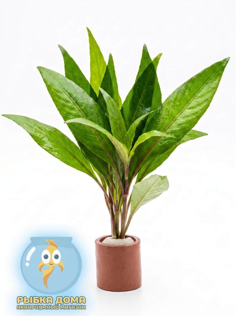 ГИГРОФИЛА КОРИМБОЗА ЛИМОННИК - Hygrophila corymbosa