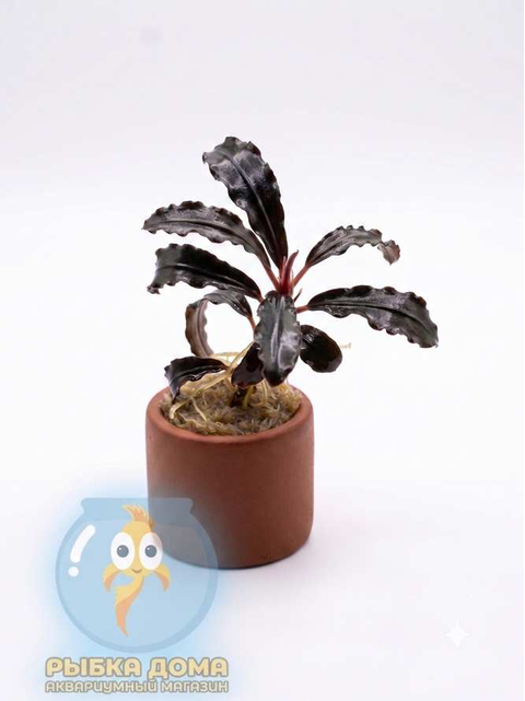 БУЦЕФАЛАНДРА ГОДЗИЛЛА - Bucephalandra Godzilla