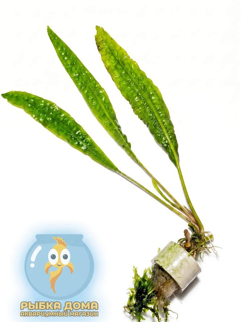 КРИПТОКОРИНА АПОНОГЕТОН - Cryptocoryne aponogetifolia