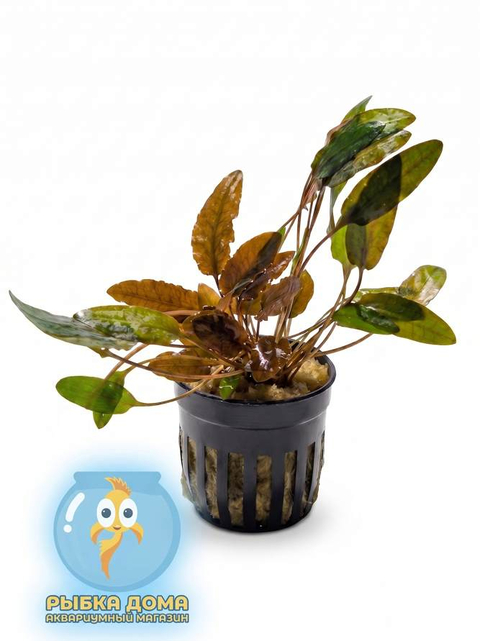 КРИПТОКОРИНА ВЕНДТА КОРИЧНЕВАЯ - Cryptocoryne wendtii «Brown»
