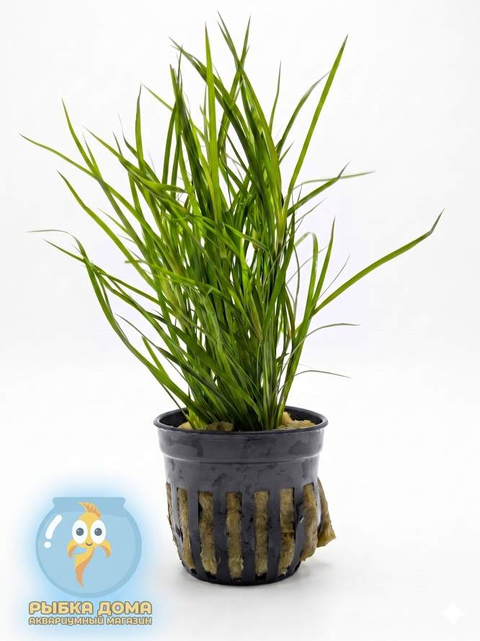ЮНЦУС ПОЛЗУЧИЙ - Juncus repens