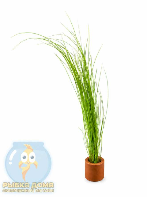 ЭЛЕОХАРИС ЖИВОРОДЯЩИЙ - Eleocharis vivipara