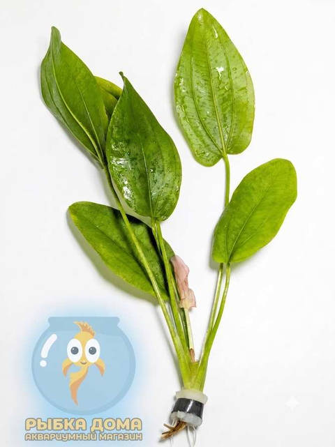 ЭХИНОДОРУС ОРИЕНТАЛ - Echinodorus Oriental