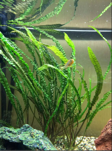 Растение на кочке КРИПТОКОРИНА АПОНОГЕТОН  - Cryptocoryne aponogetifolia