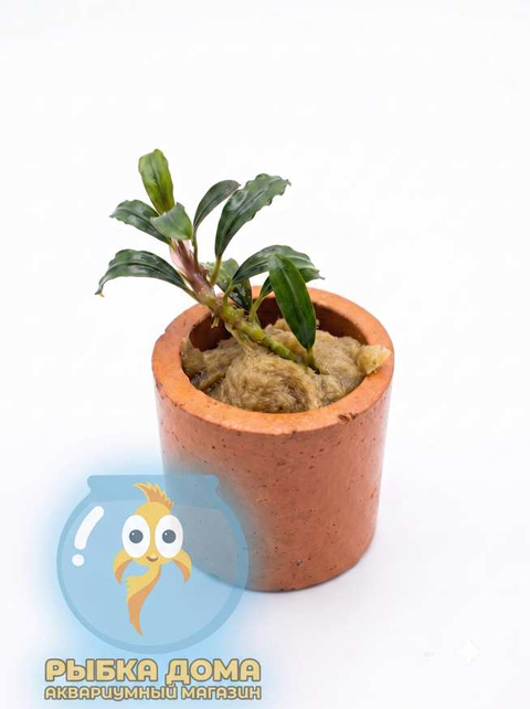 БУЦЕФАЛАНДРА БОЯН мини узколистная - Bucephalandra boyan mini narrow