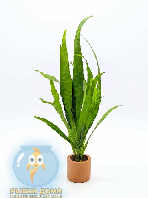 ПАПОРОТНИК ТАИЛАНДСКИЙ УЗКОЛИСТНЫЙ ( L ) - Microsorum pteropus Narrow Leaf