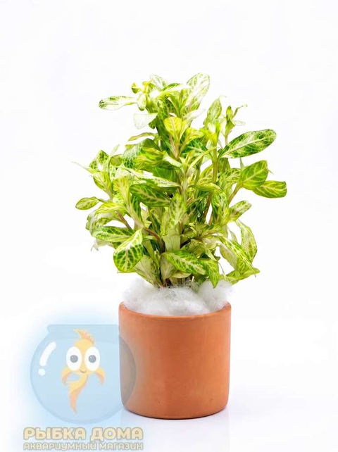 ГИГРОФИЛА УЗОРЧАТАЯ РОЗОВАЯ - Hygrophila rosanervig
