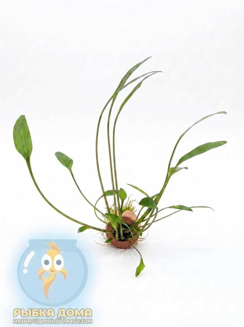 КРИПТОКОРИНА ЛЮЦЕНС - Cryptocoryne lucens
