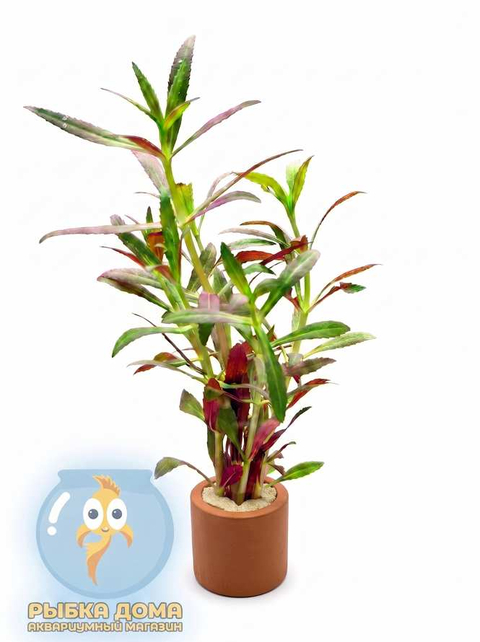 ЛИМНОФИЛА АРОМАТИКА - Limnophila aromatica (hippuridoides)